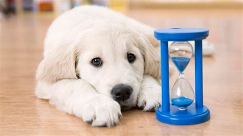 pet insurance no waiting period for illness